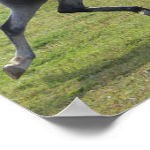 Bob Langrish | Grey Arab Stallion Running Backlit Poster (Ecke)