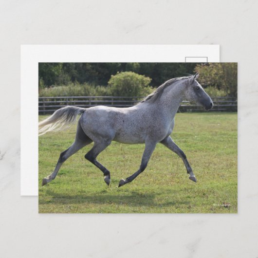 Bob Langrish | Grey Arab Stallion Running Backlit Postkarte (Vorne/Hinten)