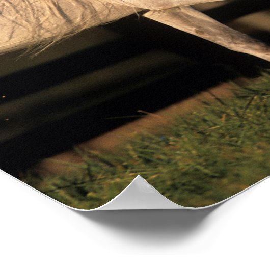 Bob Langrish | Grey Arab Stallion Walking Autumn Poster (Ecke)