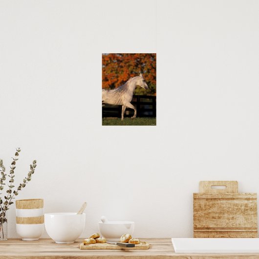 Bob Langrish | Grey Arab Stallion Walking Autumn Poster (Küche)