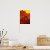Bob Langrish | Grey Arab Standing at Sunset Poster (Küche)