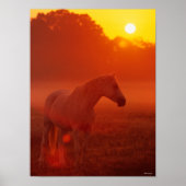 Bob Langrish | Grey Arab Standing at Sunset Poster (Vorne)