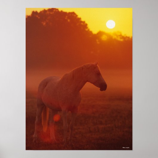 Bob Langrish | Grey Arab Standing at Sunset Poster (Vorne)