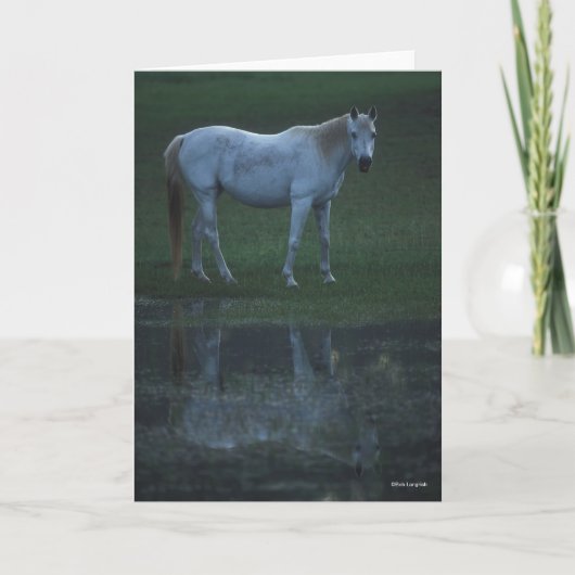 Bob Langrish Grey Arab Standing By Pond Reflection Karte (Vorderseite)
