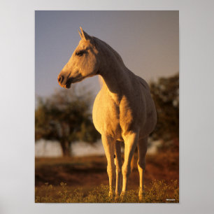 Bob Langrish   Grey Arab Standing Poster