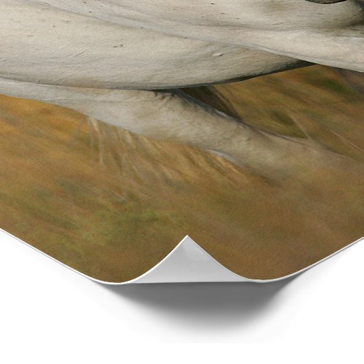 Bob Langrish | Grey Camargue Horse with Two Birds Poster (Ecke)