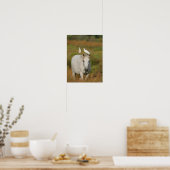 Bob Langrish | Grey Camargue Horse with Two Birds Poster (Küche)