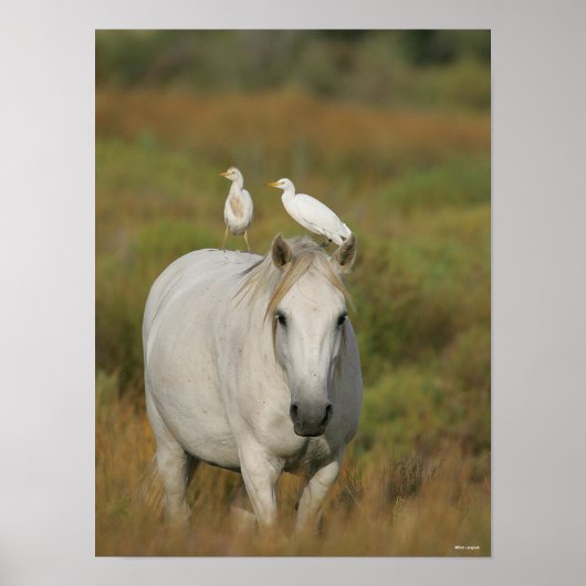 Bob Langrish | Grey Camargue Horse with Two Birds Poster (Vorne)