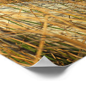 Bob Langrish | Grey Camargue Pony Lying In Reeds Poster (Ecke)