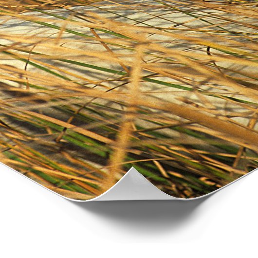 Bob Langrish | Grey Camargue Pony Lying In Reeds Poster (Ecke)