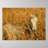Bob Langrish | Grey Camargue Pony Lying In Reeds Poster (Vorne)