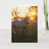 Bob Langrish | Grey Percheron Standing In Sunset Karte (Vorderseite)