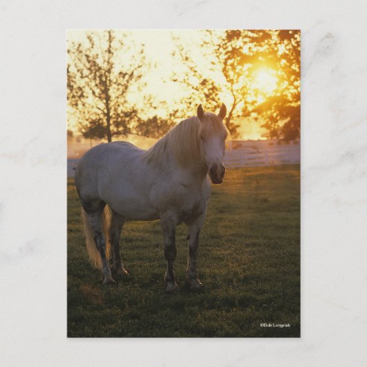 Bob Langrish | Grey Percheron Standing In Sunset Postkarte (Vorderseite)