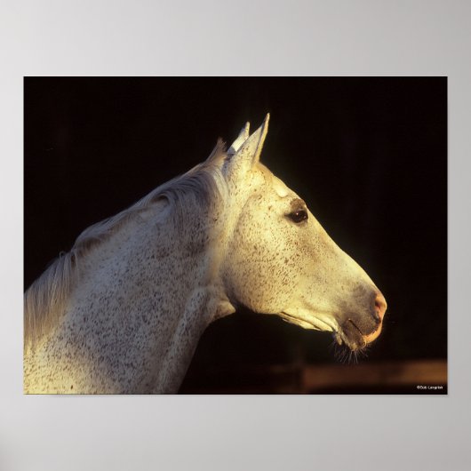 Bob Langrish | Grey Thoroughbred Stallion Headshot Poster (Vorne)