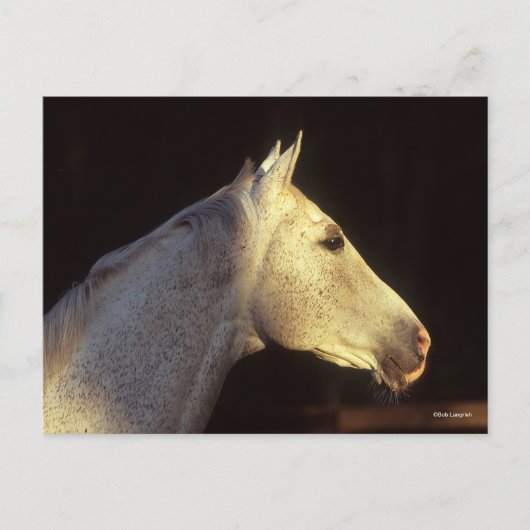 Bob Langrish | Grey Thoroughbred Stallion Headshot Postkarte (Vorderseite)