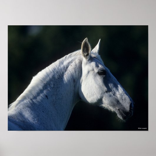 Bob Langrish | Grey Warmblood Standing Headshot Poster (Vorne)
