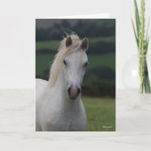 Bob Langrish | Grey Welsh Pony Headshot Karte (Vorderseite)
