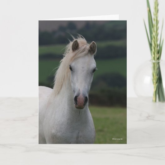 Bob Langrish | Grey Welsh Pony Headshot Karte (Vorderseite)