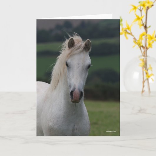 Bob Langrish | Grey Welsh Pony Headshot Karte (Gelbe Blume)