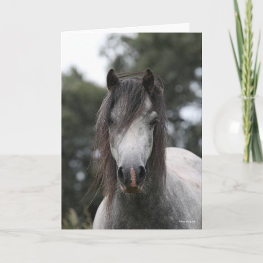 Bob Langrish | Grey Welsh Pony Headshot Karte (Vorderseite)