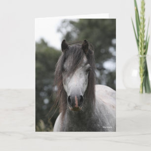Bob Langrish   Grey Welsh Pony Headshot Karte