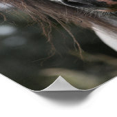 Bob Langrish | Grey Welsh Pony Headshot Poster (Ecke)