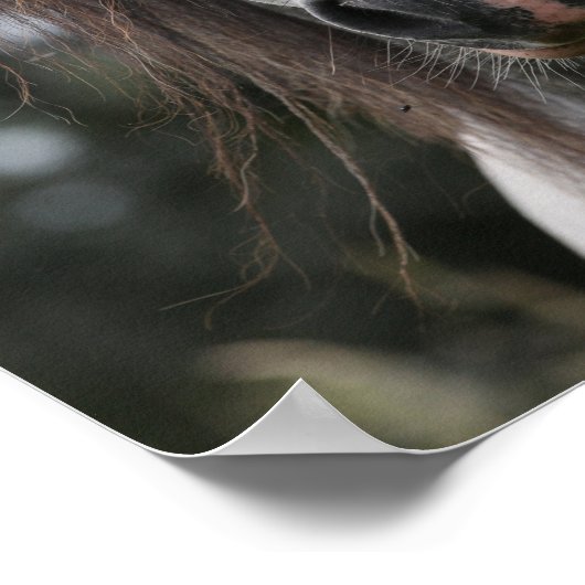 Bob Langrish | Grey Welsh Pony Headshot Poster (Ecke)