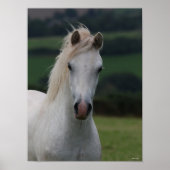 Bob Langrish | Grey Welsh Pony Headshot Poster (Vorne)