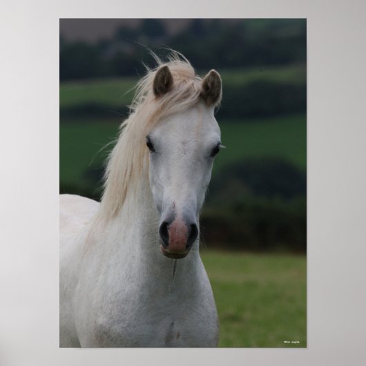 Bob Langrish | Grey Welsh Pony Headshot Poster (Vorne)