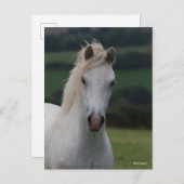 Bob Langrish | Grey Welsh Pony Headshot Postkarte (Vorne/Hinten)