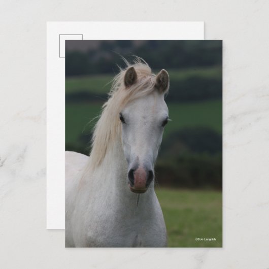 Bob Langrish | Grey Welsh Pony Headshot Postkarte (Vorne/Hinten)