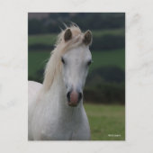 Bob Langrish | Grey Welsh Pony Headshot Postkarte (Vorderseite)