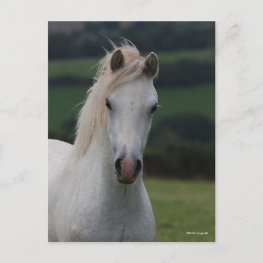 Bob Langrish | Grey Welsh Pony Headshot Postkarte (Vorderseite)