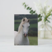 Bob Langrish | Grey Welsh Pony Headshot Postkarte (Stehend Vorderseite)
