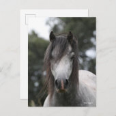 Bob Langrish | Grey Welsh Pony Headshot Postkarte (Vorne/Hinten)
