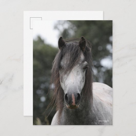 Bob Langrish | Grey Welsh Pony Headshot Postkarte (Vorne/Hinten)