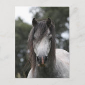 Bob Langrish | Grey Welsh Pony Headshot Postkarte (Vorderseite)