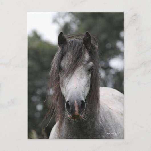 Bob Langrish | Grey Welsh Pony Headshot Postkarte (Vorderseite)