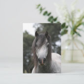 Bob Langrish | Grey Welsh Pony Headshot Postkarte (Stehend Vorderseite)