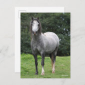 Bob Langrish | Grey Welsh Pony Standing Postkarte (Vorne/Hinten)