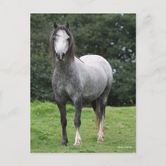 Bob Langrish | Grey Welsh Pony Standing Postkarte (Vorderseite)