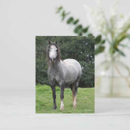 Bob Langrish | Grey Welsh Pony Standing Postkarte (Stehend Vorderseite)