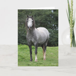 Bob Langrish   Grey Welsh Pony Stehend Karte