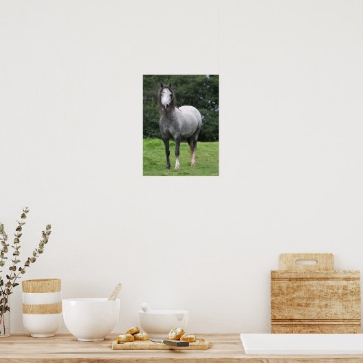 Bob Langrish | Grey Welsh Pony Stehend Poster (Küche)
