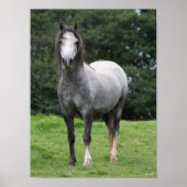 Bob Langrish | Grey Welsh Pony Stehend Poster (Vorne)