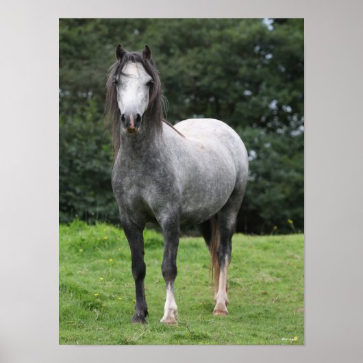 Bob Langrish | Grey Welsh Pony Stehend Poster (Vorne)