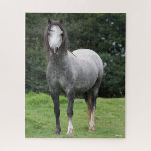 Bob Langrish   Grey Welsh Pony Stehend Puzzle