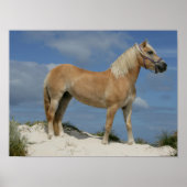Bob Langrish | Haflinger am Strand Stehend Poster (Vorne)