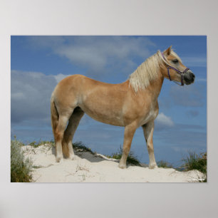 Bob Langrish   Haflinger am Strand Stehend Poster