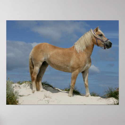 Bob Langrish | Haflinger am Strand Stehend Poster (Vorne)